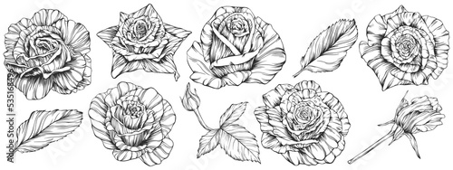 Rose flower png. Hand drawn.