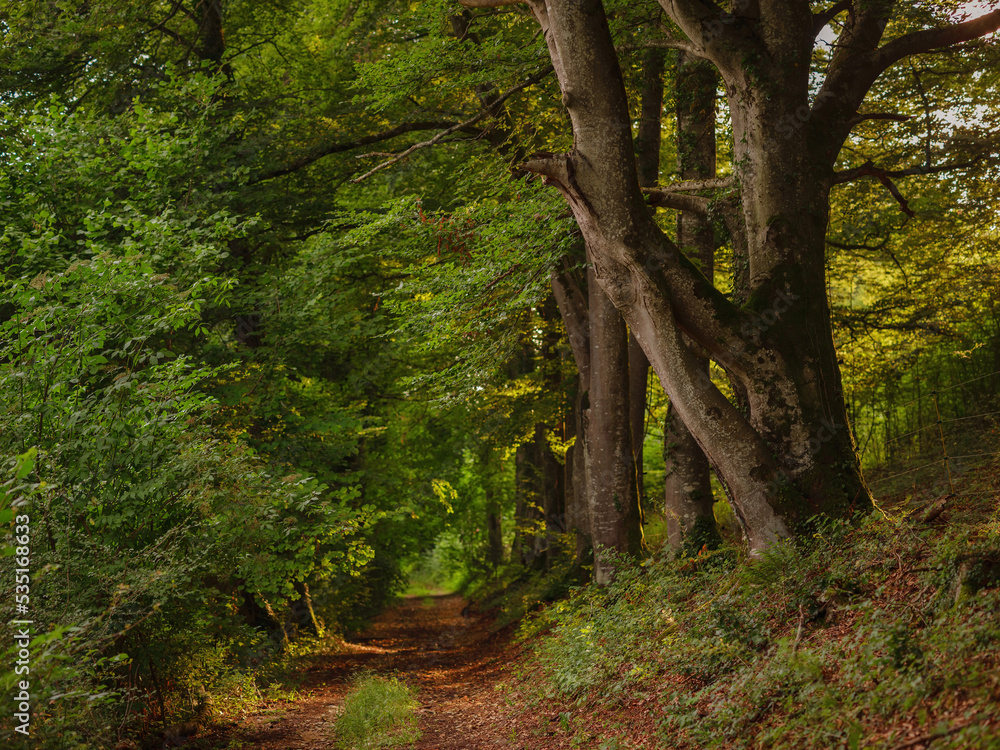 Naklejka premium Green european forest landscape. beautiful nature of Switzerland and France in summer time