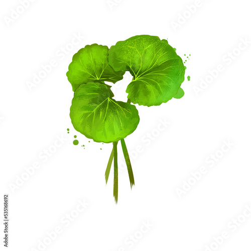 Centella asiatica pennywort or Indian Gotu kola ayurvedic herb digital art illustration with isolated. Healthy organic spa plant widely used in treatment, for preparation medicines for natural usages photo