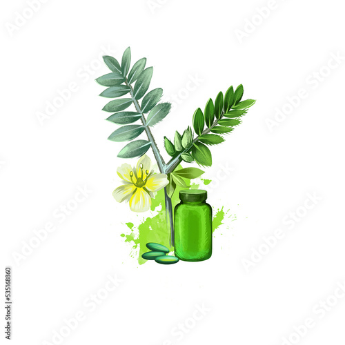 Kaith Wood apple Feronia Limonida ayurvedic herb digital art illustration with text isolated on white. Healthy organic spa plant widely used in treatment, for preparation medicines photo