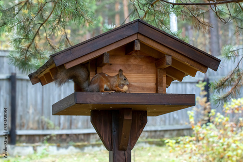 A cute red squirrel eats walnuts in a wooden feeder. Wild animals, care for the environment. © Marina