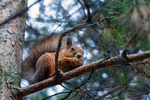 A cute red squirrel sits on a pine branch and eats walnuts. Wild animals, care for the environment. © Marina