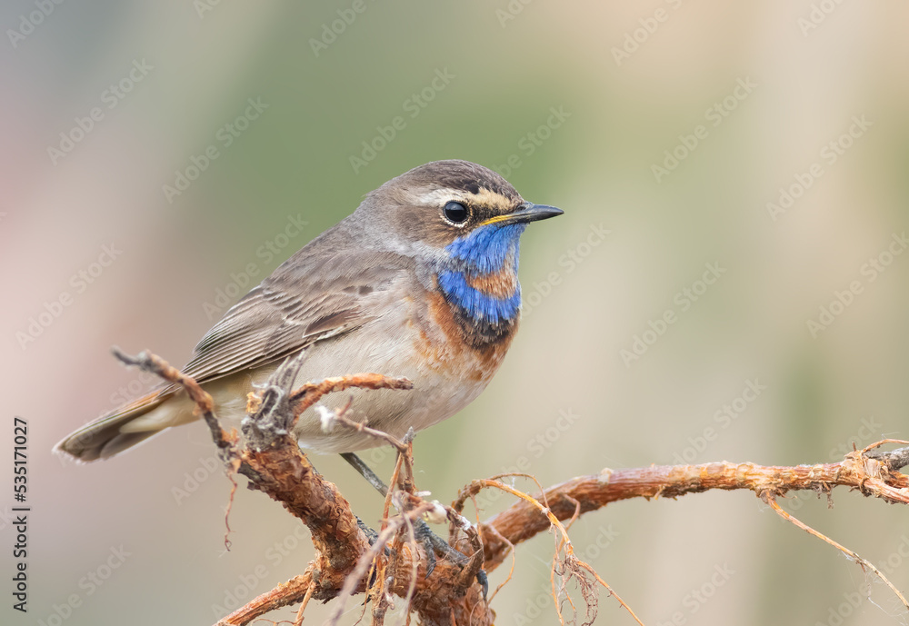 Fototapeta premium Bluethroat, Luscinia svecica. Close-up of a bird