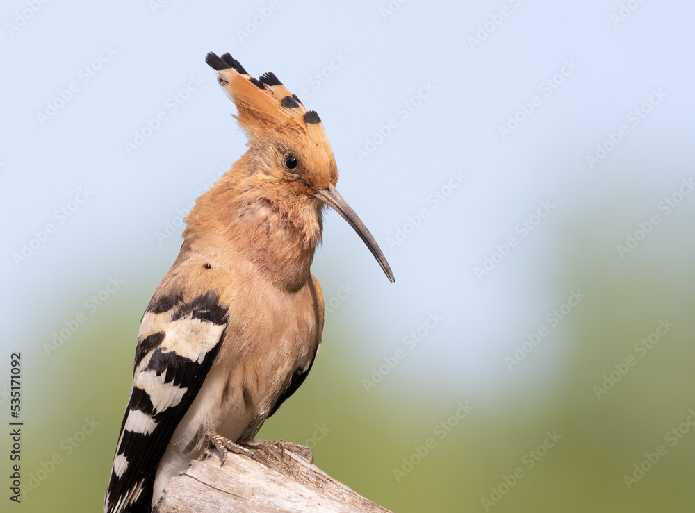Eurasian hoopoe, Upupa epops. The male bird sings, calling Eurasian hoopoe, Upupa epops. The male bird sings, calling