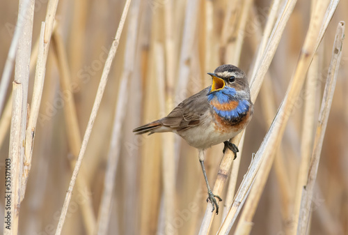 Bluethroat, Luscinia svecica. Singing Bird © Юрій Балагула