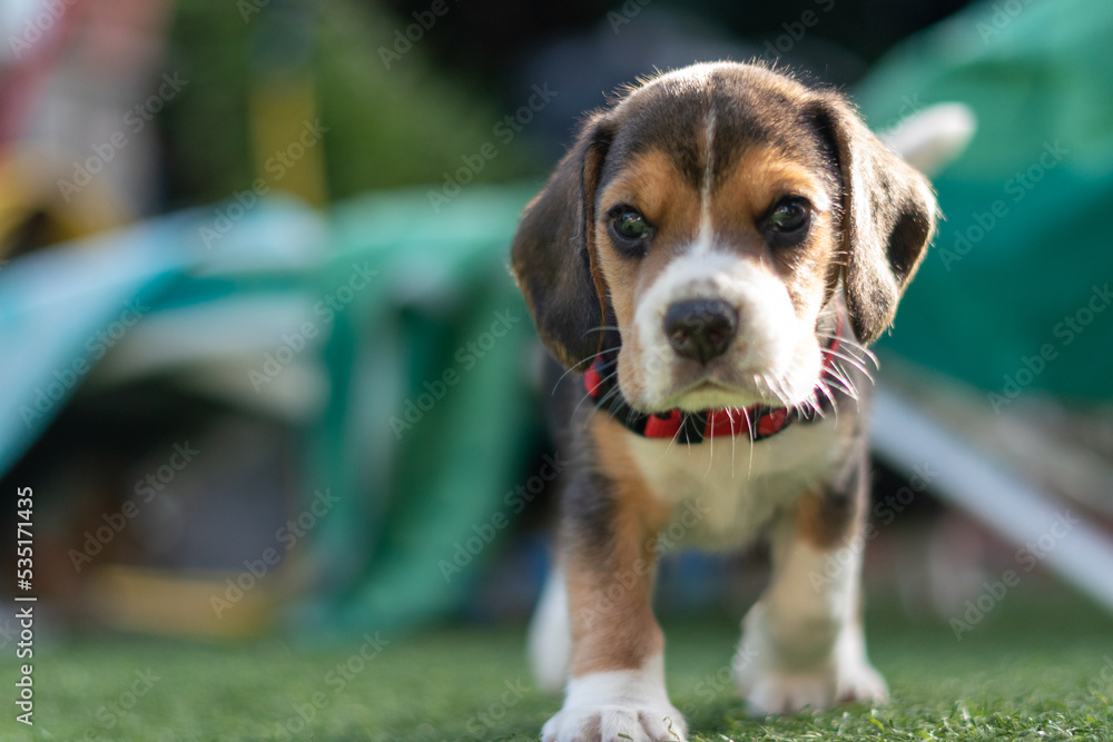 portrait of a beagle pup walking through the artificial in search of adventure Photo | Adobe Stock