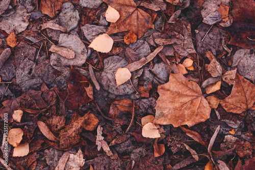 Dry brown leaves fallen on the ground as autumn season background
