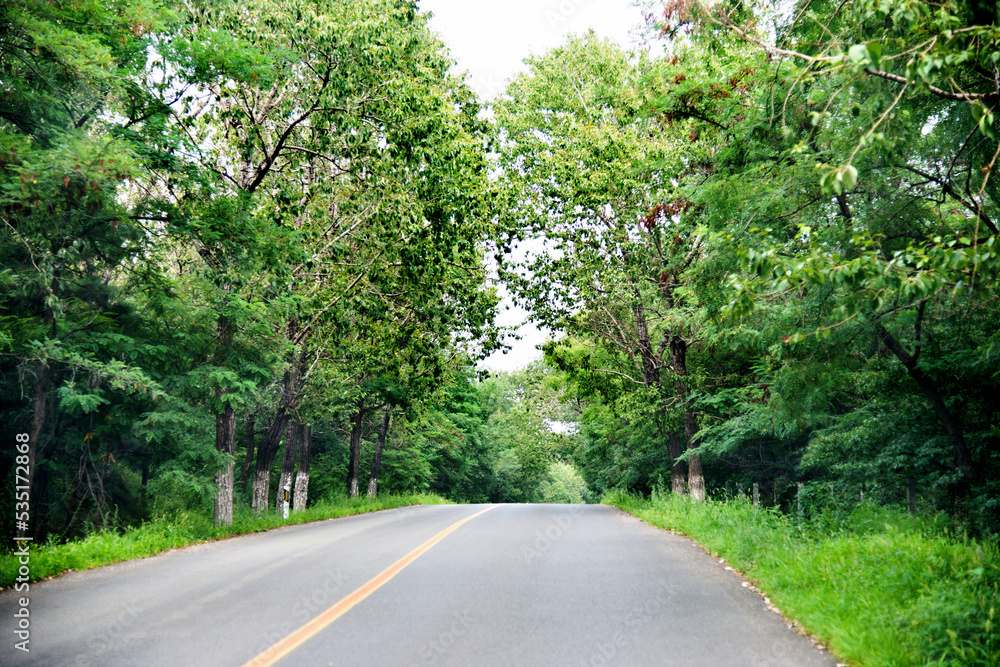 Asphalt curvy road through the deep forest Asphalt curvy road through the deep forest