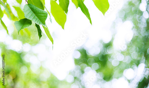 Green leaves with copy space for background