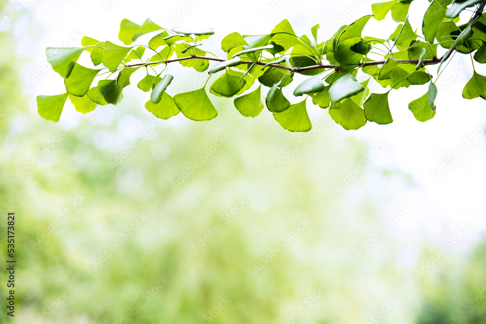 Obraz premium Ginkgo biloba tree branch against lush green background