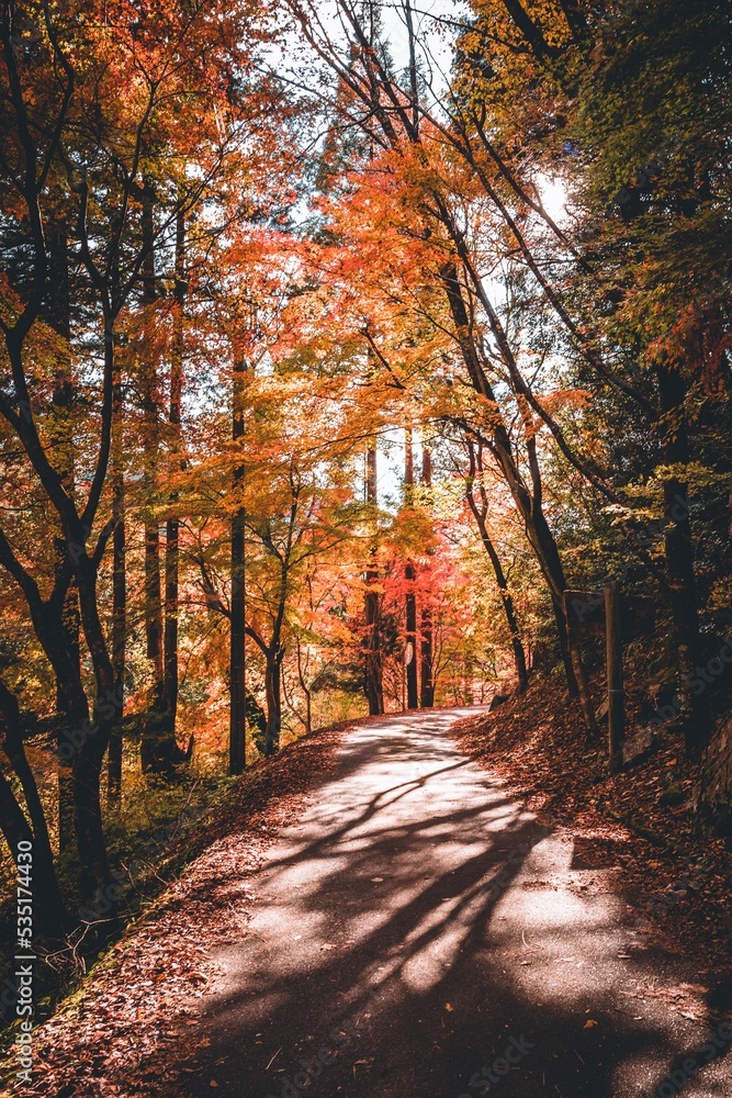 Obraz premium autumn in the park