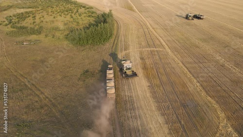 The truck carries the harvested grain from the field. Harvester machines working in wheat field. Agriculture, rich harvest. Grain, ears. Combine agriculture machine harvesting golden ripe wheat field