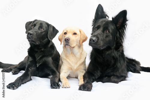 Fototapeta Naklejka Na Ścianę i Meble -  Drie honden