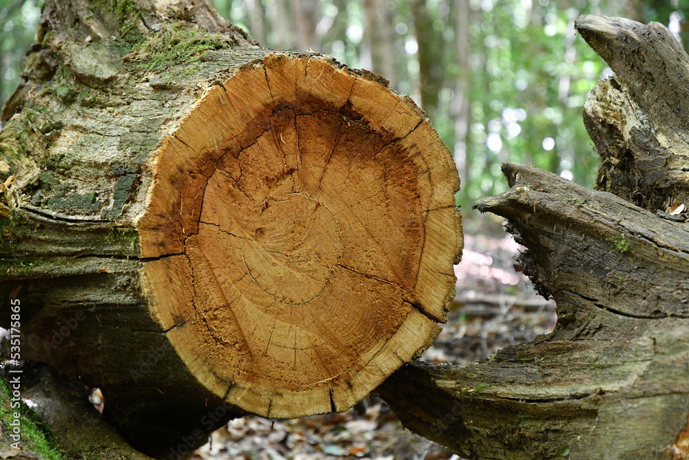 tronc d'arbre fraichement coupée avec ses stries bien visibles dans une foret du puy de dome tronc d'arbre fraichement coupée avec ses stries bien visibles dans une foret du puy de dome