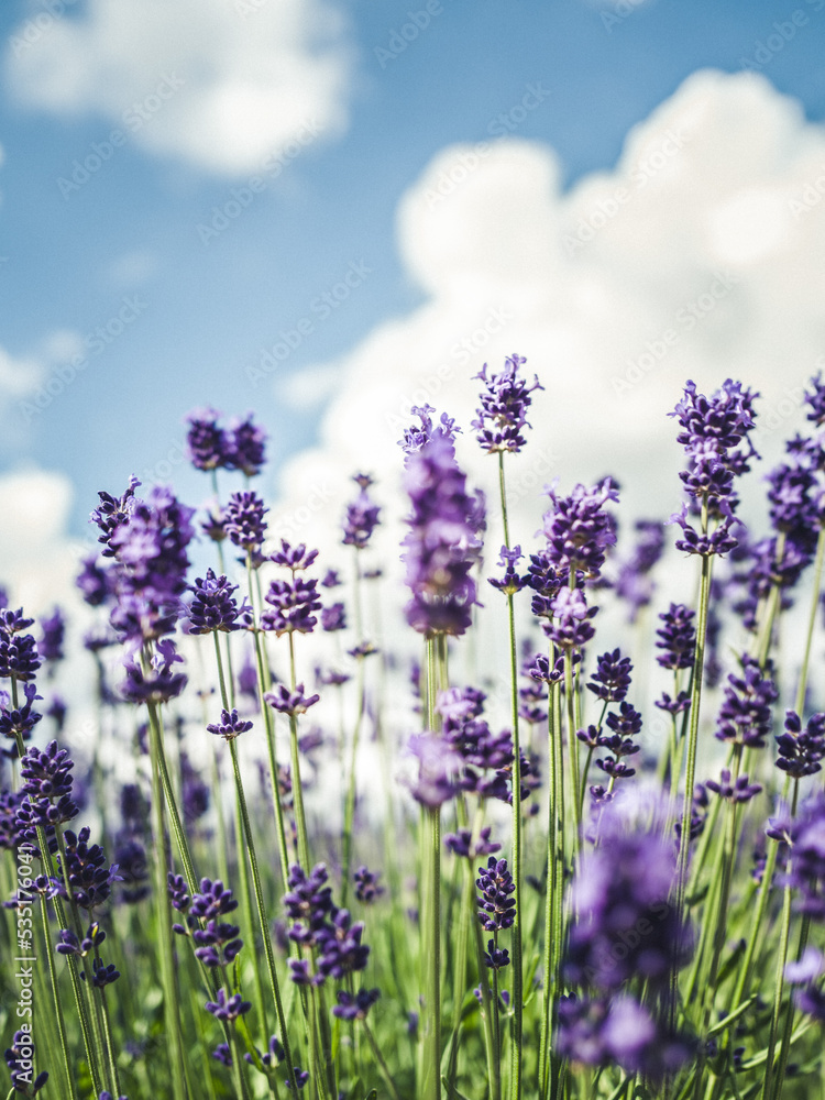 Obraz premium lavender field in region