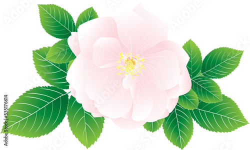 Abstract of pink rose flower with leaves on white background.