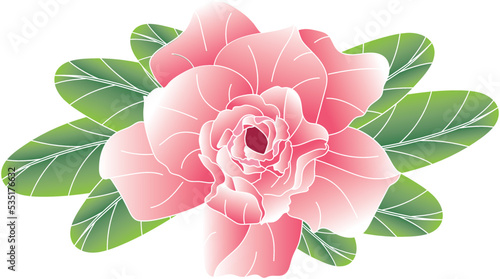 Photos Abstract of Desert rose, Mock Azalea, Pinkbignonia, Impala lily flower with leaves on white background