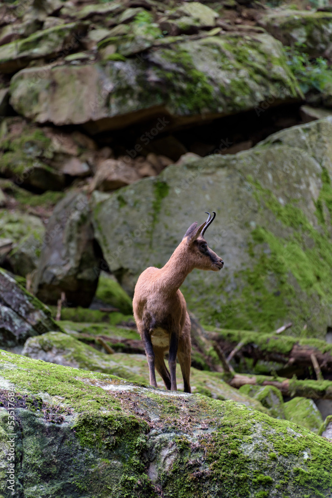 Naklejka premium Pyrenean mountain goat sculpture in Benasque.