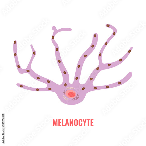 Melanocyte cell biology and skin tone pigmentation diagram. Melanin pigment production and distribution process. Melanosome transfer to keratinocytes scheme. Vector illustration.