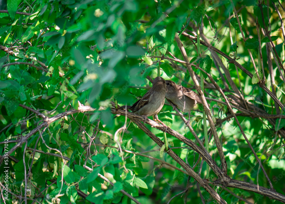 A pair of sparrows are sitting on branches. A female sparrow feeds a grown cub A pair of sparrows are sitting on branches. A female sparrow feeds a grown cub