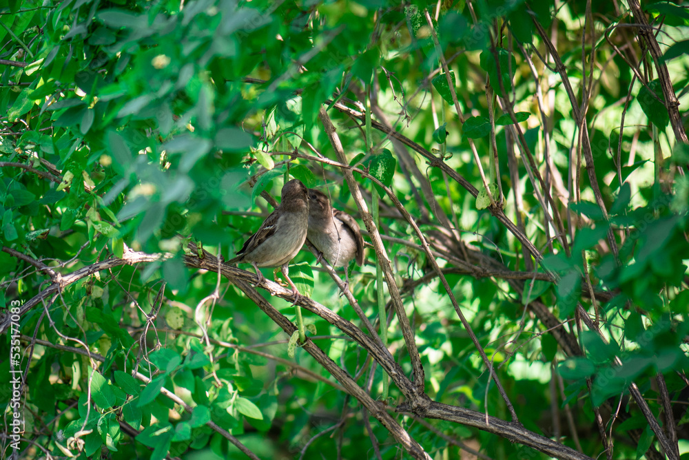 A pair of sparrows are sitting on branches. A female sparrow feeds a grown cub A pair of sparrows are sitting on branches. A female sparrow feeds a grown cub