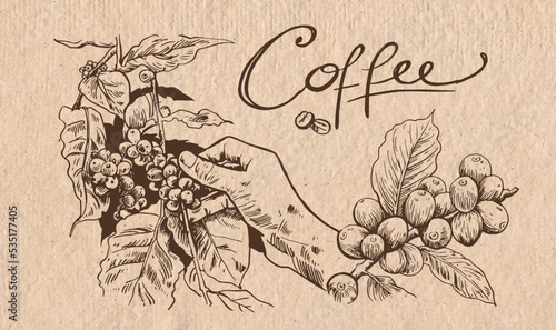 coffee, coffee bean, packaging, farmer