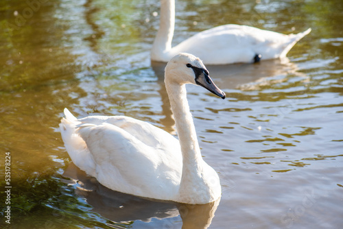 white swan on the lake