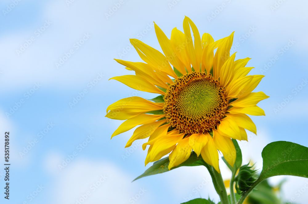 Sunflower blooms against a cloudy blue sky background Sunflower blooms against a cloudy blue sky background