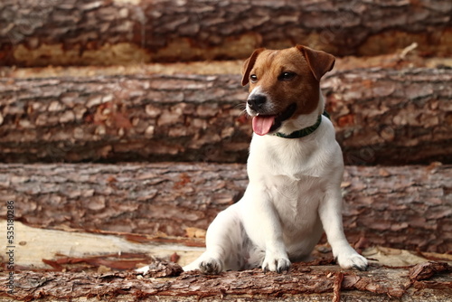 A small Jack Russell Terrier dog sits on wooden stumps in the forest. Mały pies Jack Russell Terrier siedzi na drewnianych pniach w lesie.