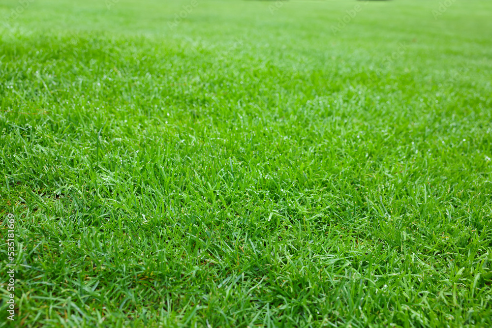 Beautiful freshly cut green lawn in park Beautiful freshly cut green lawn in park