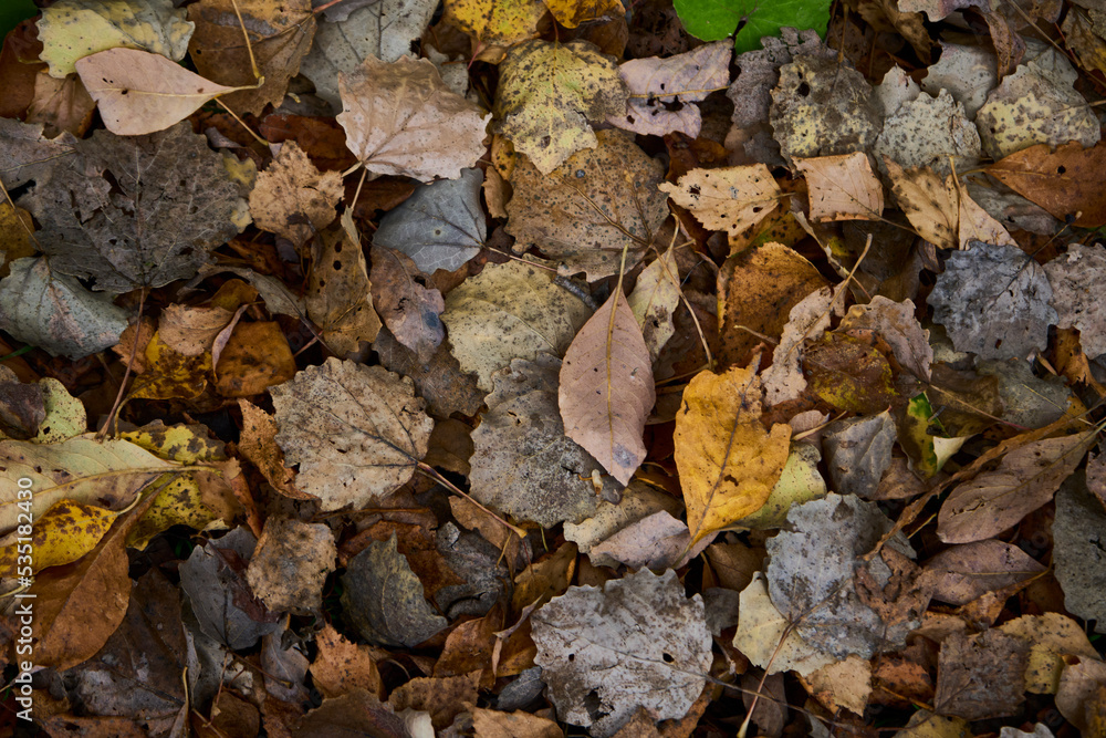 Autumn foliage background, top view