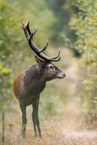 Red deer in forest (Cervus elaphus) Stag © szczepank
