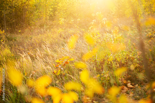 Autumn background, flooded with the sun. Yellow leaves, selective focus