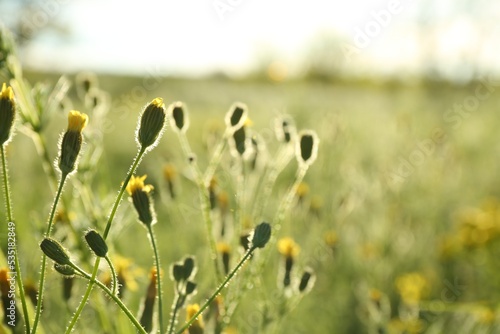 Fototapeta Naklejka Na Ścianę i Meble -  Beautiful yellow flowers growing in meadow on sunny day, closeup. Space for text