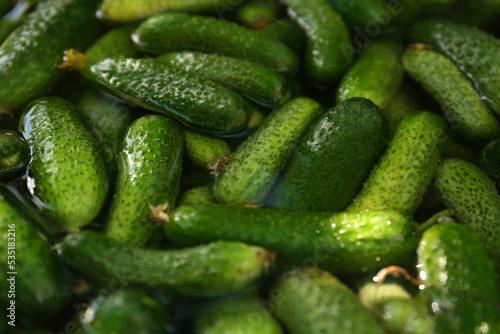 Many fresh ripe cucumbers in water  closeup