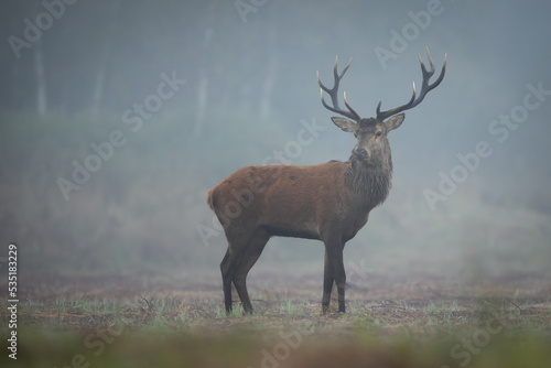 Red deer in forest  Cervus elaphus  Stag