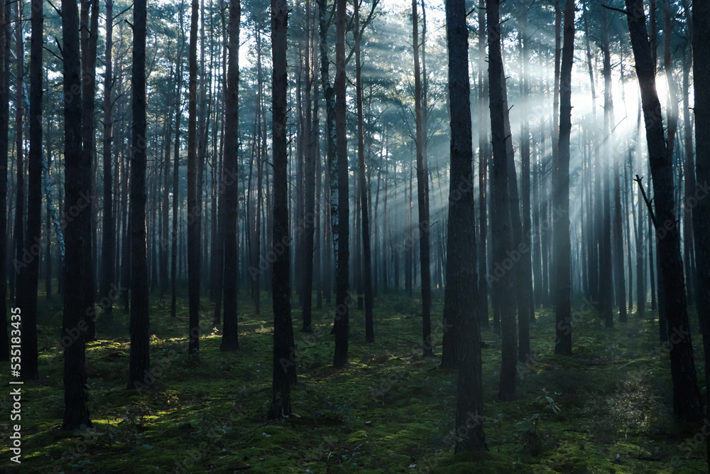 Obraz premium Majestic view of forest with sunbeams shining through trees in morning