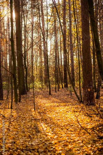 Autumn forest with orange and yellow leaves