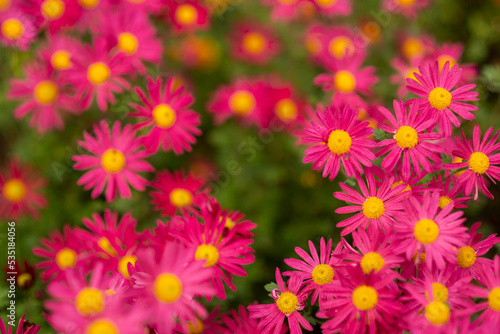 Beautiful pink chrysanthemum flowers