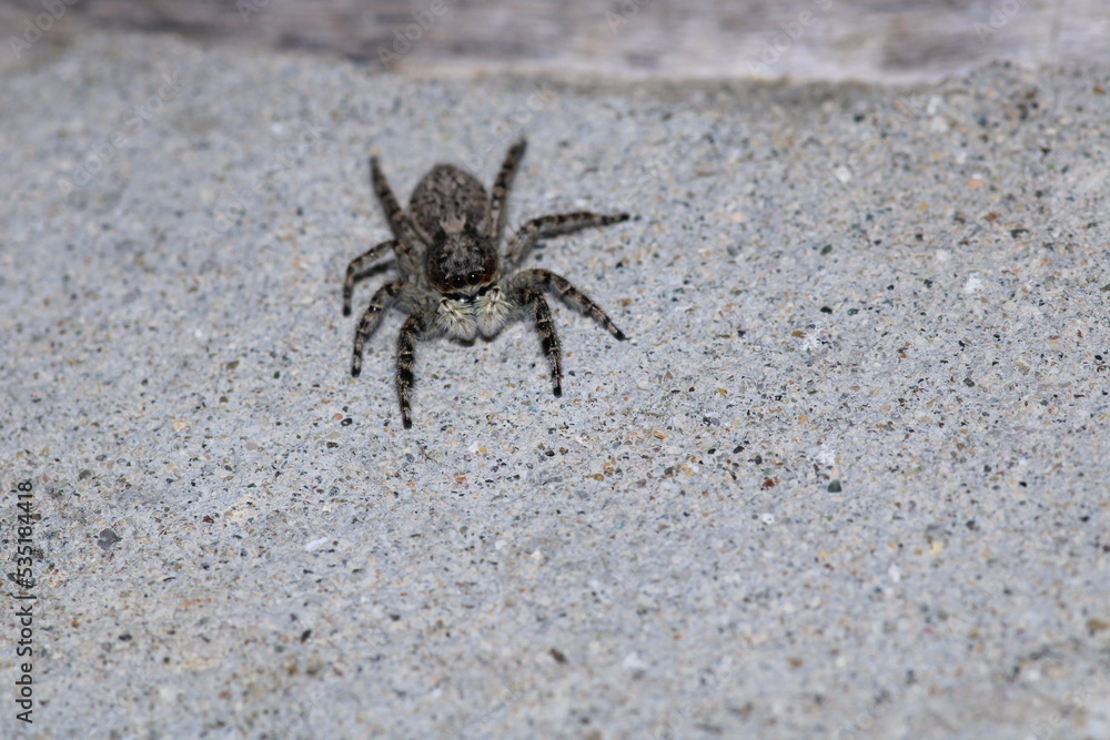 little jumping spider macro photo little jumping spider macro photo