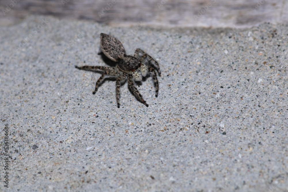 little jumping spider macro photo little jumping spider macro photo