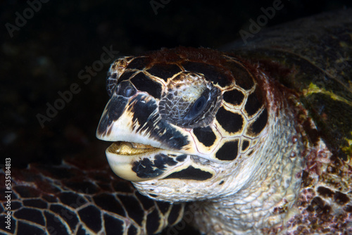 Hawksbill Turtle - Eretmochelys imbricata. Sea life of Tulamben, Bali, Indonesia.