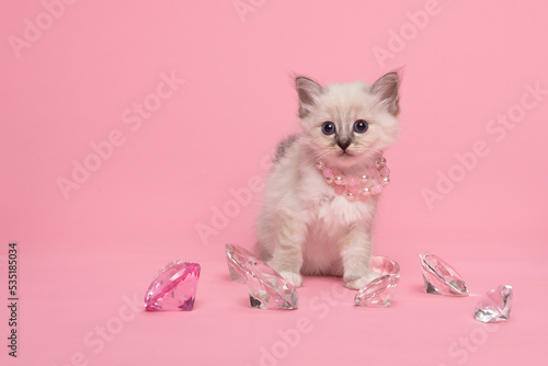 Cute little holy burmese kitten between diamonds wearing pearls looking at the camera on a pink background © Elles Rijsdijk