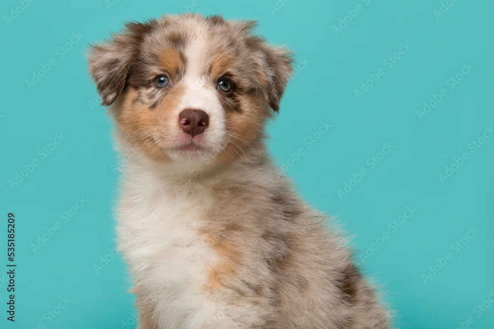 Portrait of cute australian shepherd puppy looking at the camera on a turquoise blue background