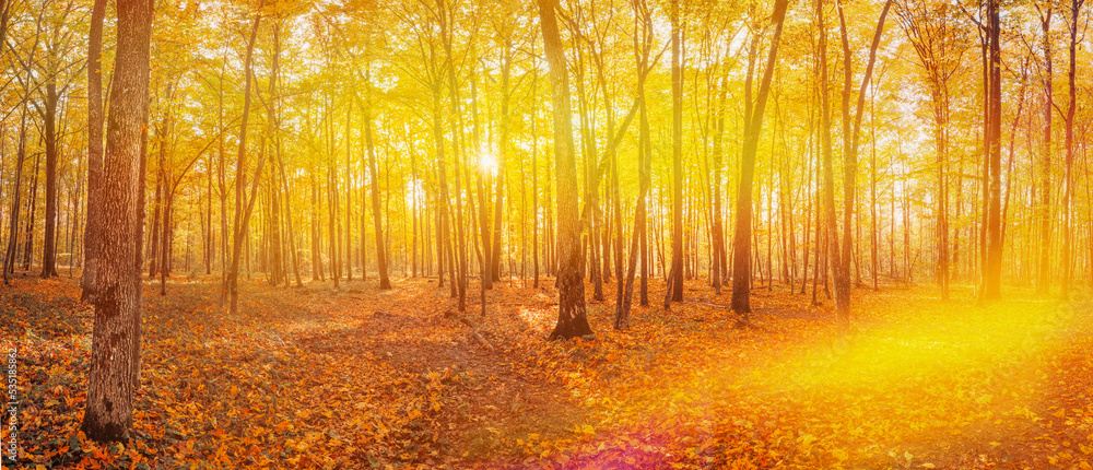 Panoramic View, Sun Sunlight Through Woods And Trees In Autumn Forest Landscape. Sunbeams In Autumn Forest. Rich And Saturation Colors. Bright Autumn Forest During Beautiful Sunset Evening.