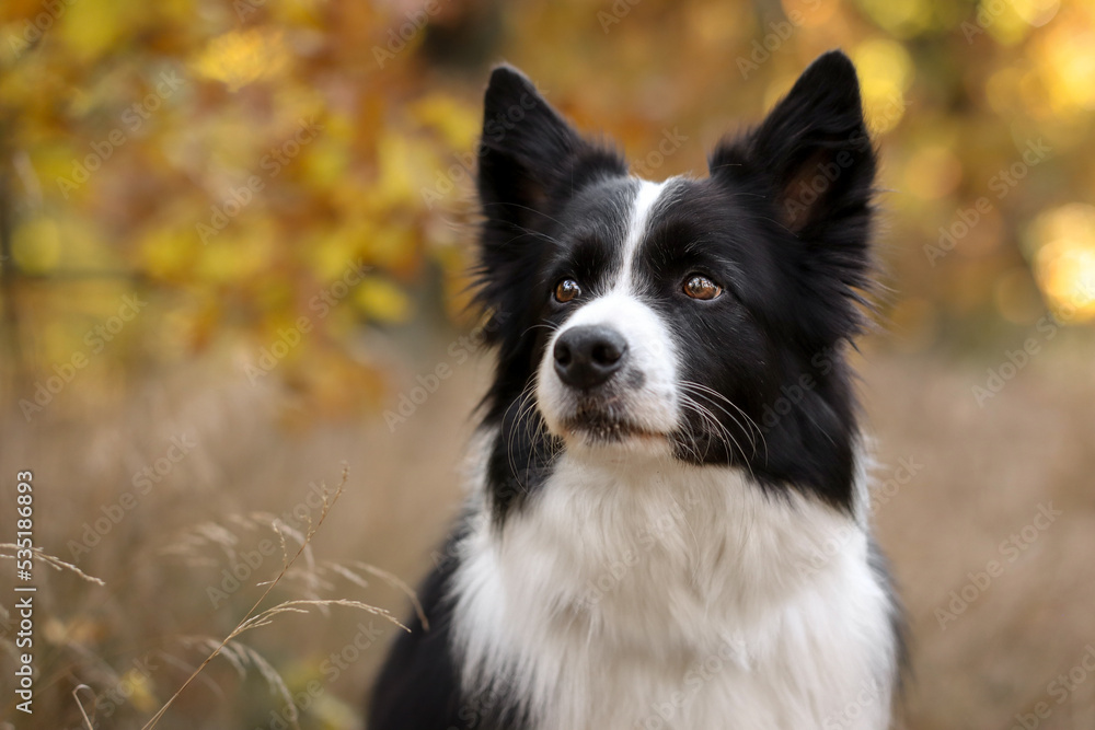 Sweet Border Collie in Beautiful Autumn Nature. Portrait of Black and White Dog Outside.