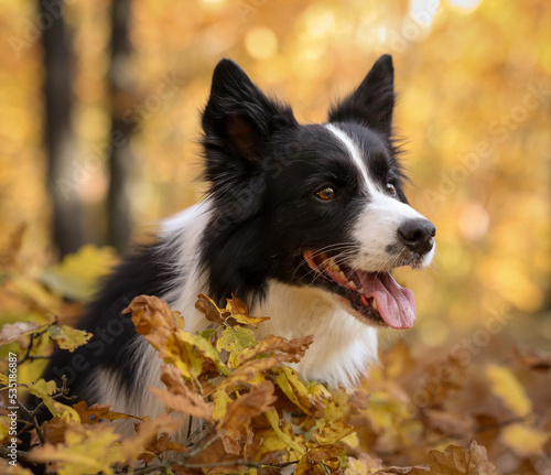 Head Portrait of Black and White Border Collie Dog in Yellow Autumnal Nature. Cute Sheepdog in Autumn Colorful Forest. © nicolecedik