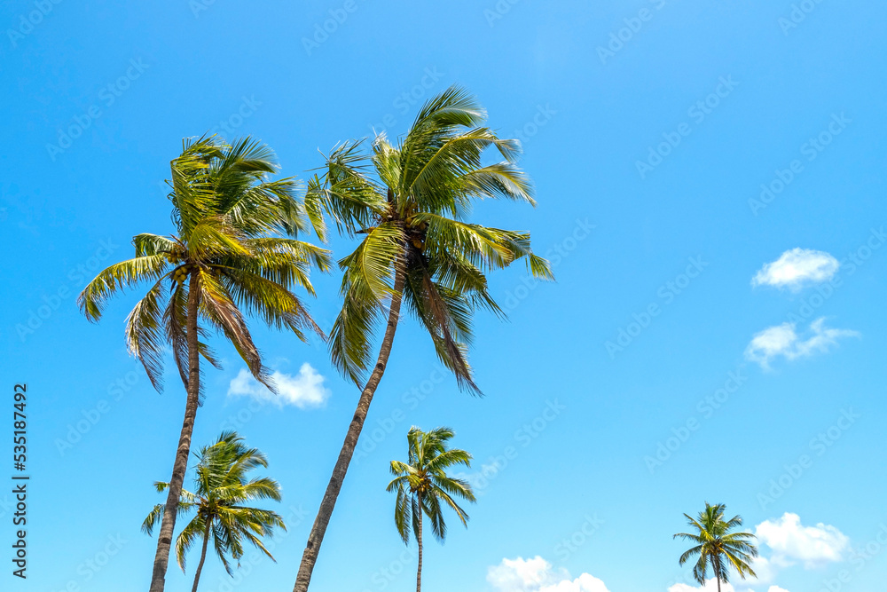 Coconut palm trees and summer blue sky, tropical background