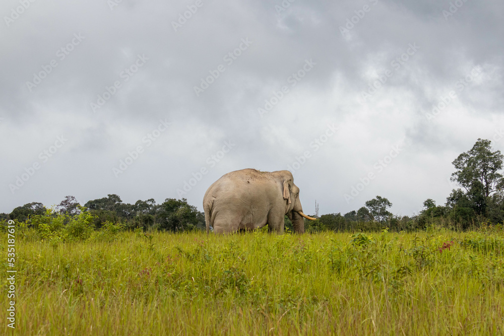 Naklejka premium elephant Walking