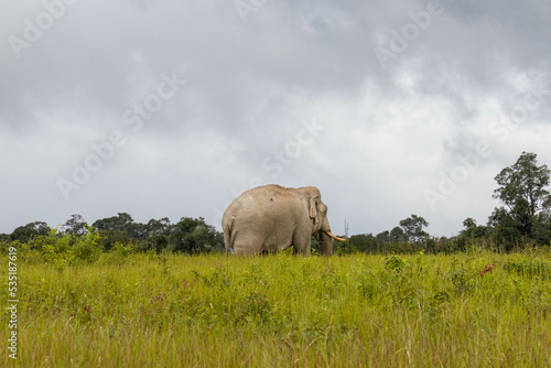 elephant Walking